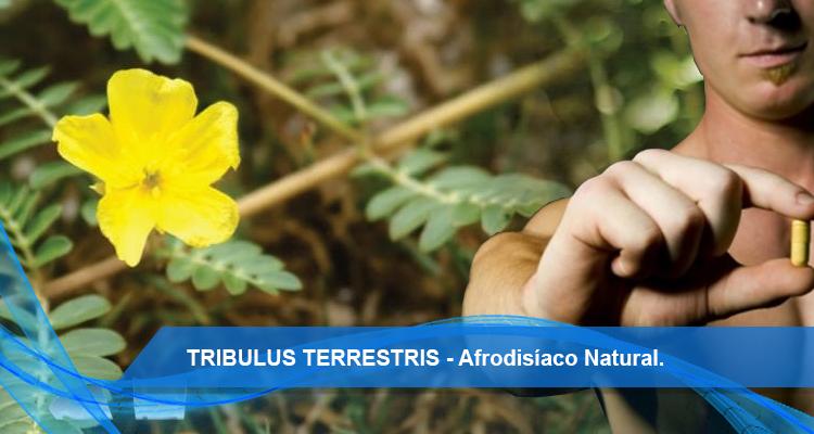 TRIBULUS TERRESTRIS - Afrodisíaco Natural